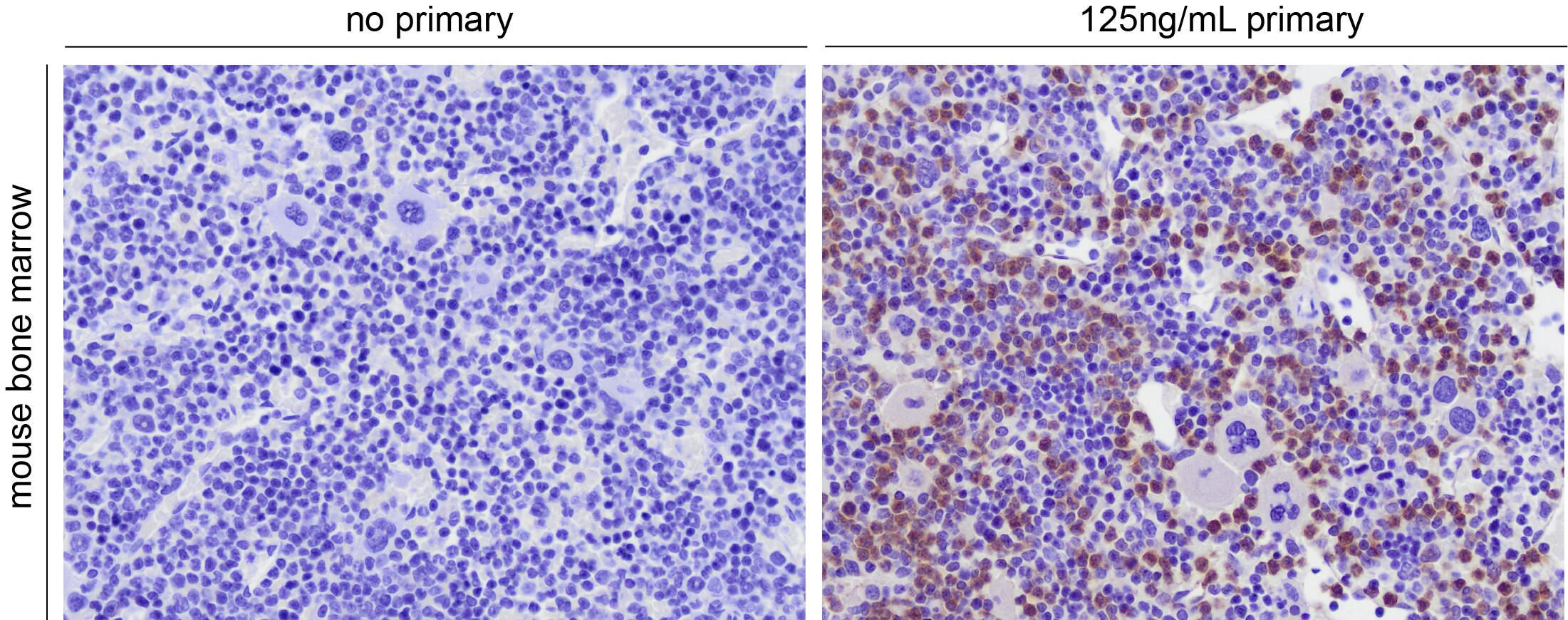 Ly-6B.2 Antibody (7/4) - BSA Free NBP2-13077