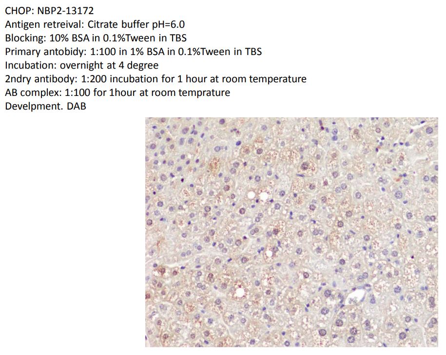 GADD153/CHOP Antibody - BSA Free NBP2-13172