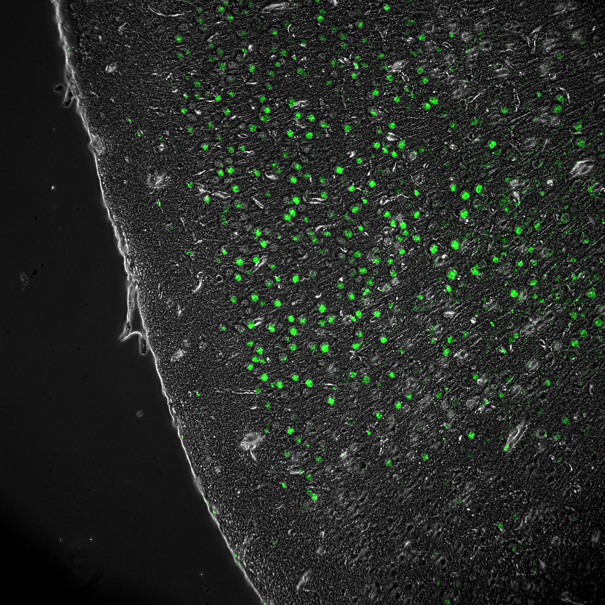 MMP-9 Antibody (4A3) [FITC] NBP2-13173F