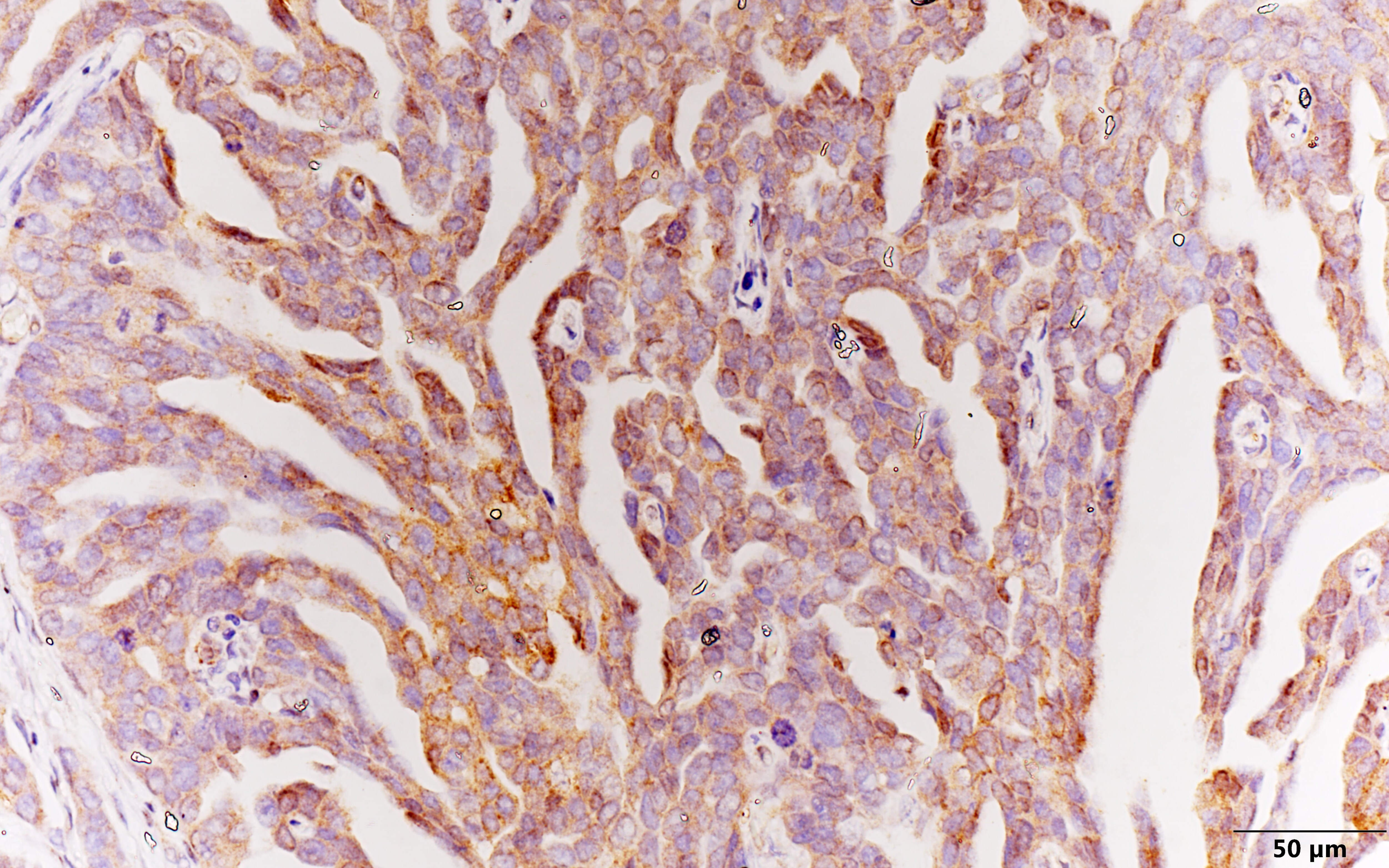 ROS Antibody - BSA Free NBP2-13245