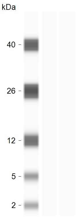 RPL28 Antibody - BSA Free NBP2-13254