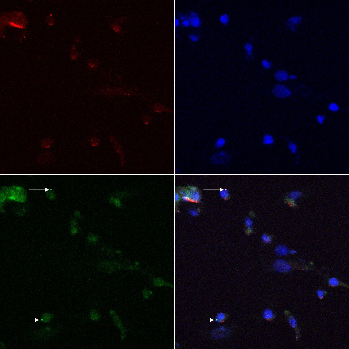 Ninein Antibody - BSA Free NBP2-13657