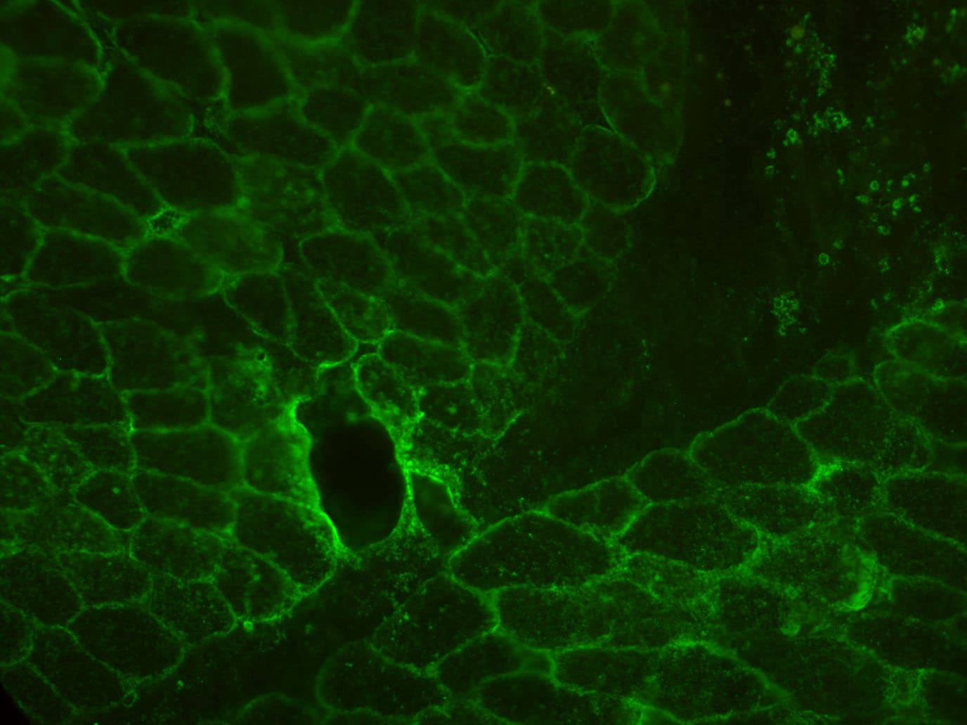 Perilipin-4 Antibody - BSA Free NBP2-13776