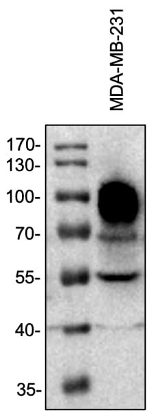 Collagen XIII alpha 1 Antibody - BSA Free NBP2-13854