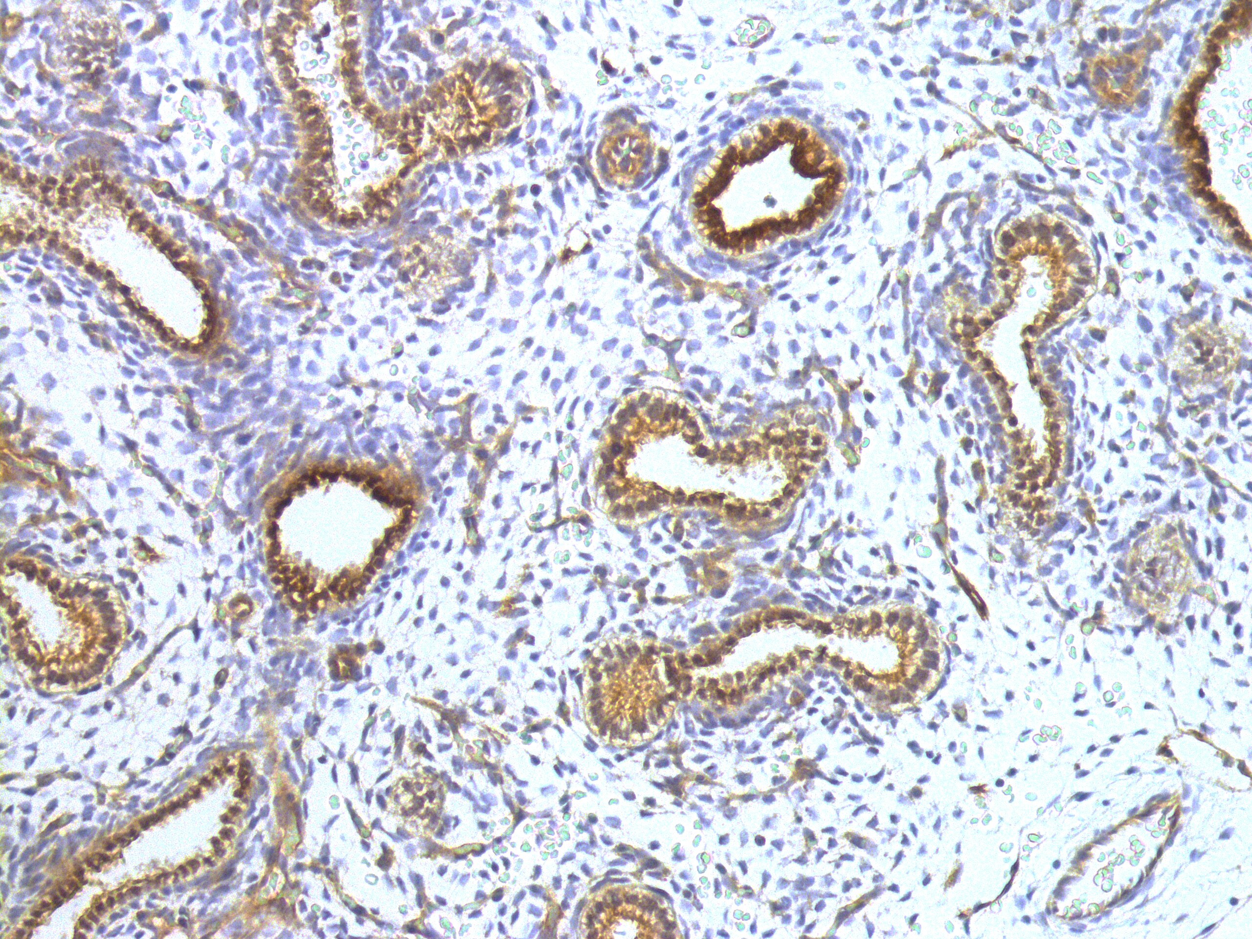 ESRP2 Antibody - BSA Free NBP2-13972