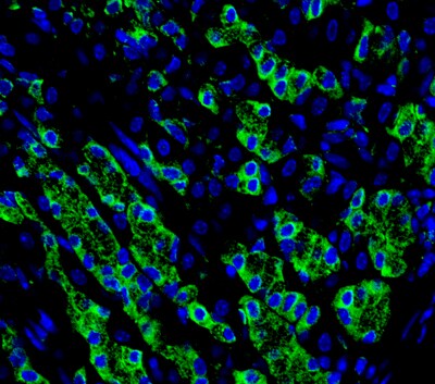 Irisin/FNDC5 Antibody - BSA Free NBP2-14024