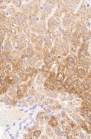 Hydroxyacid Oxidase-1/HAO-1 Antibody - BSA Free NBP2-14080