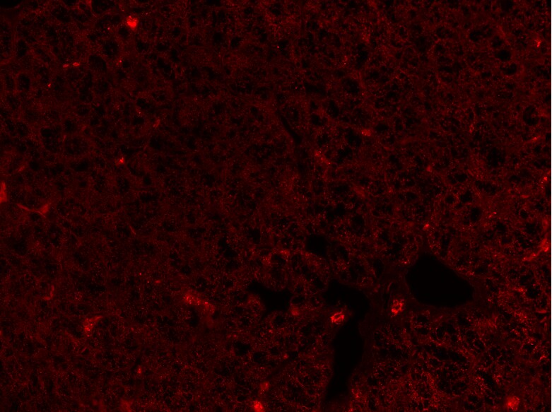 Hydroxyacid Oxidase-1/HAO-1 Antibody - BSA Free NBP2-14080