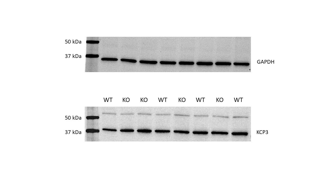 KRTCAP3 Antibody - BSA Free NBP2-14179