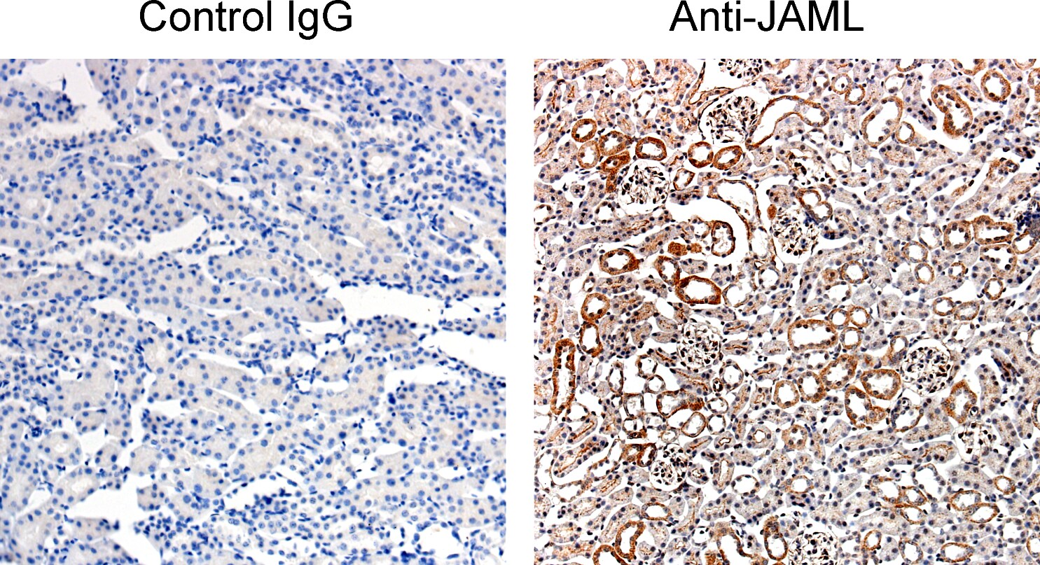 AMICA/JAML Antibody - BSA Free NBP2-14286