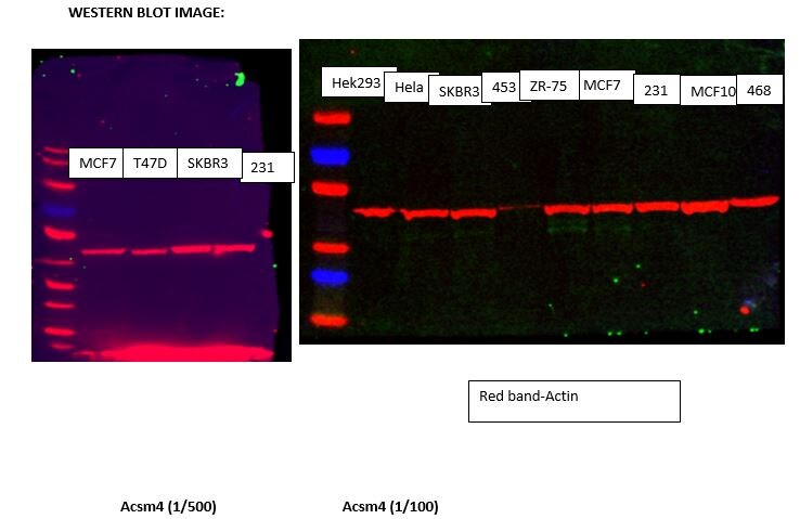 ACSM4 Antibody - BSA Free NBP2-14696