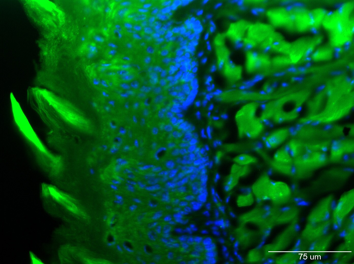 P2X3/P2RX3 Antibody NBP2-14838