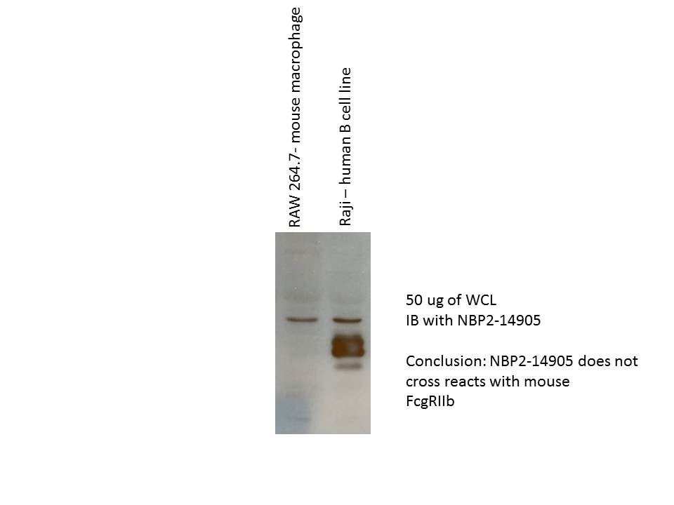 Fc gamma RIIB/CD32b Antibody - BSA Free NBP2-14905