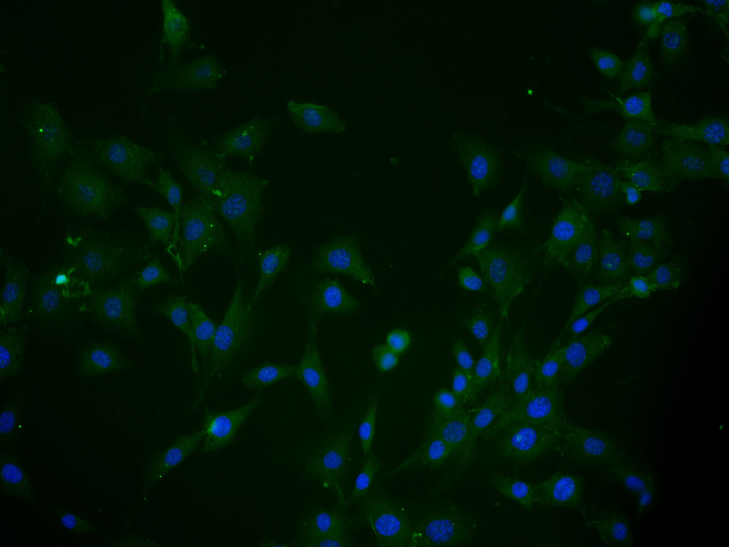 MCTP2 Antibody - BSA Free NBP2-15020