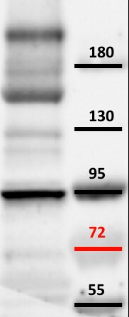 MCTP2 Antibody - BSA Free NBP2-15020