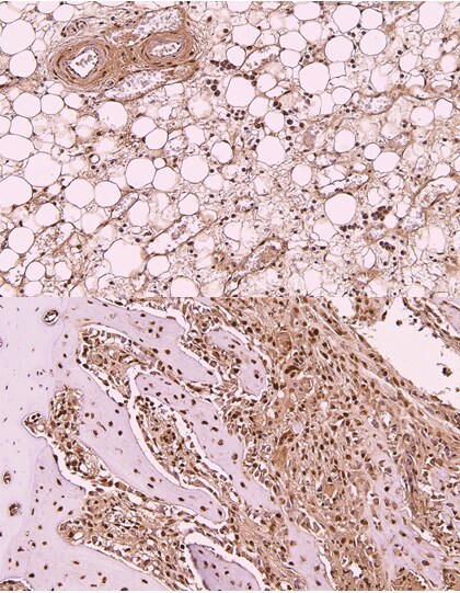 OCT4 Antibody (486) - Azide and BSA Free NBP2-15052