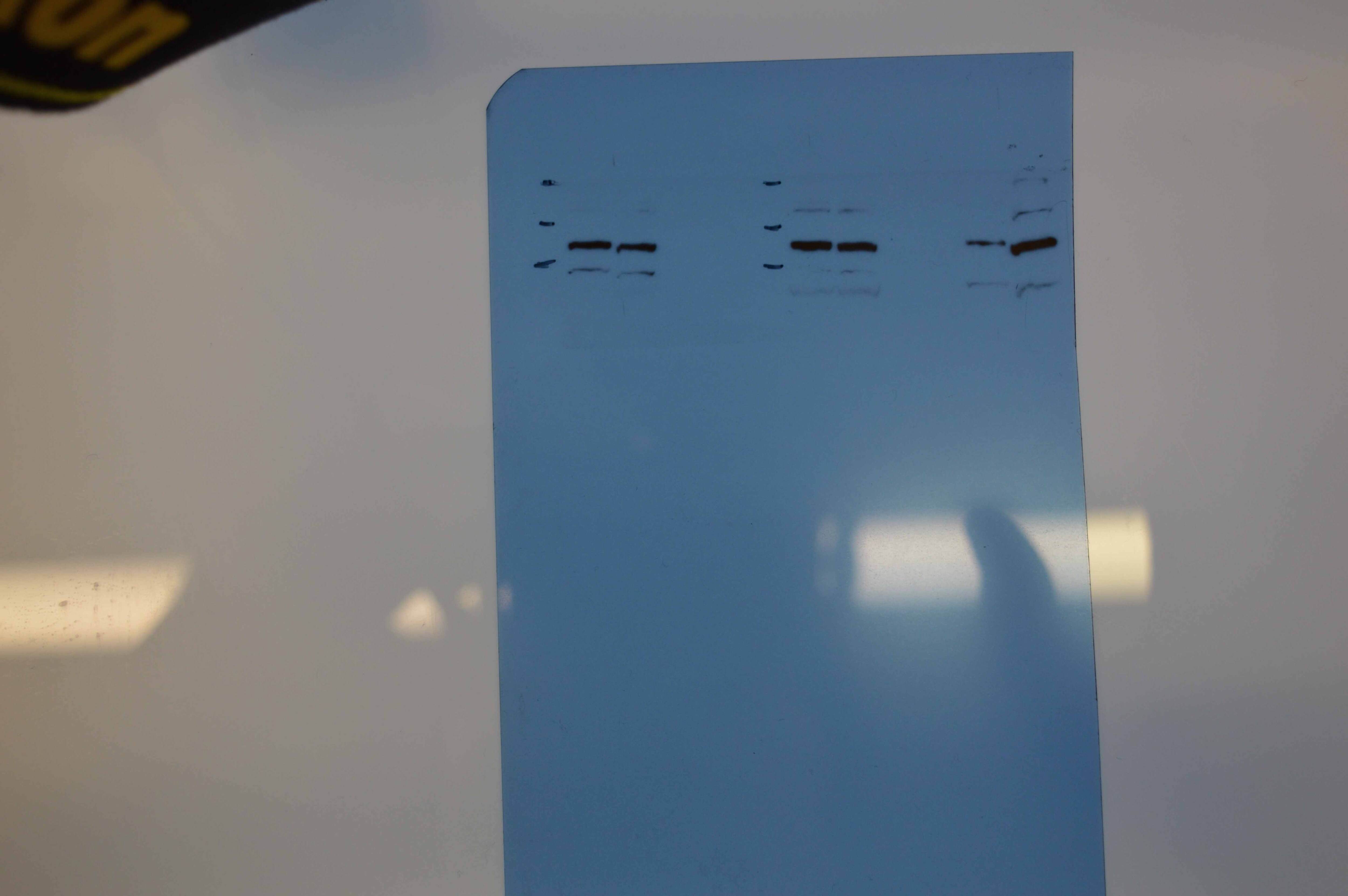 SCAP Antibody - BSA Free NBP2-15127