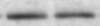 MUC5AC Antibody (45M1) NBP2-15196