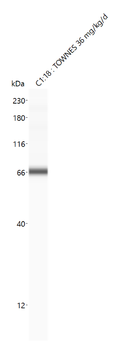 ACSL3 Antibody - BSA Free NBP2-15252