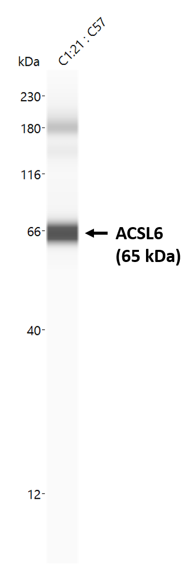 ACSL6 Antibody - BSA Free NBP2-15253