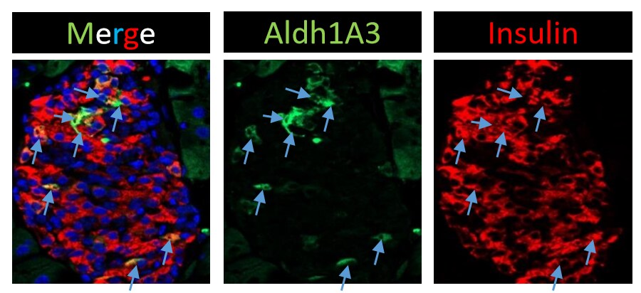 ALDH1A3 Antibody - BSA Free NBP2-15339