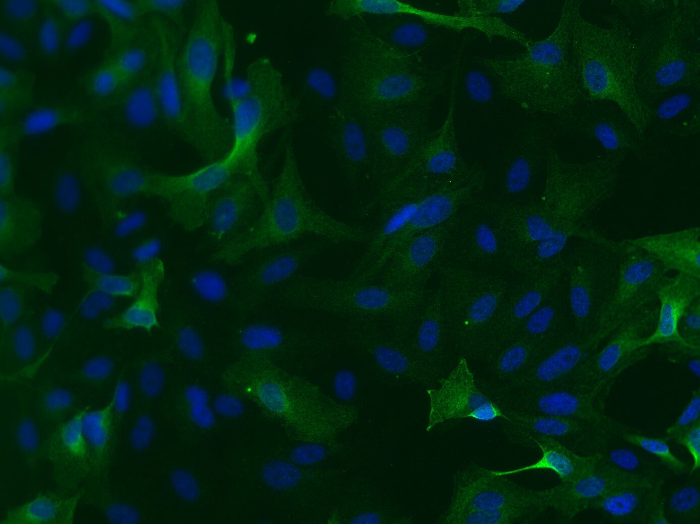 ALDH1A3 Antibody - BSA Free NBP2-15339
