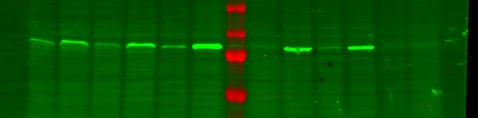 ALDH1A3 Antibody - BSA Free NBP2-15339