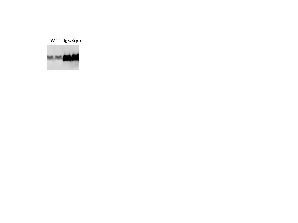 alpha-Synuclein Antibody - Azide Free NBP2-15365