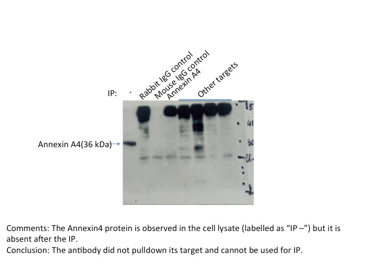 Annexin A4 Antibody - BSA Free NBP2-15409