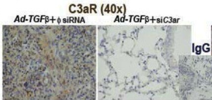 Complement Component C3aR Antibody - BSA Free NBP2-15649