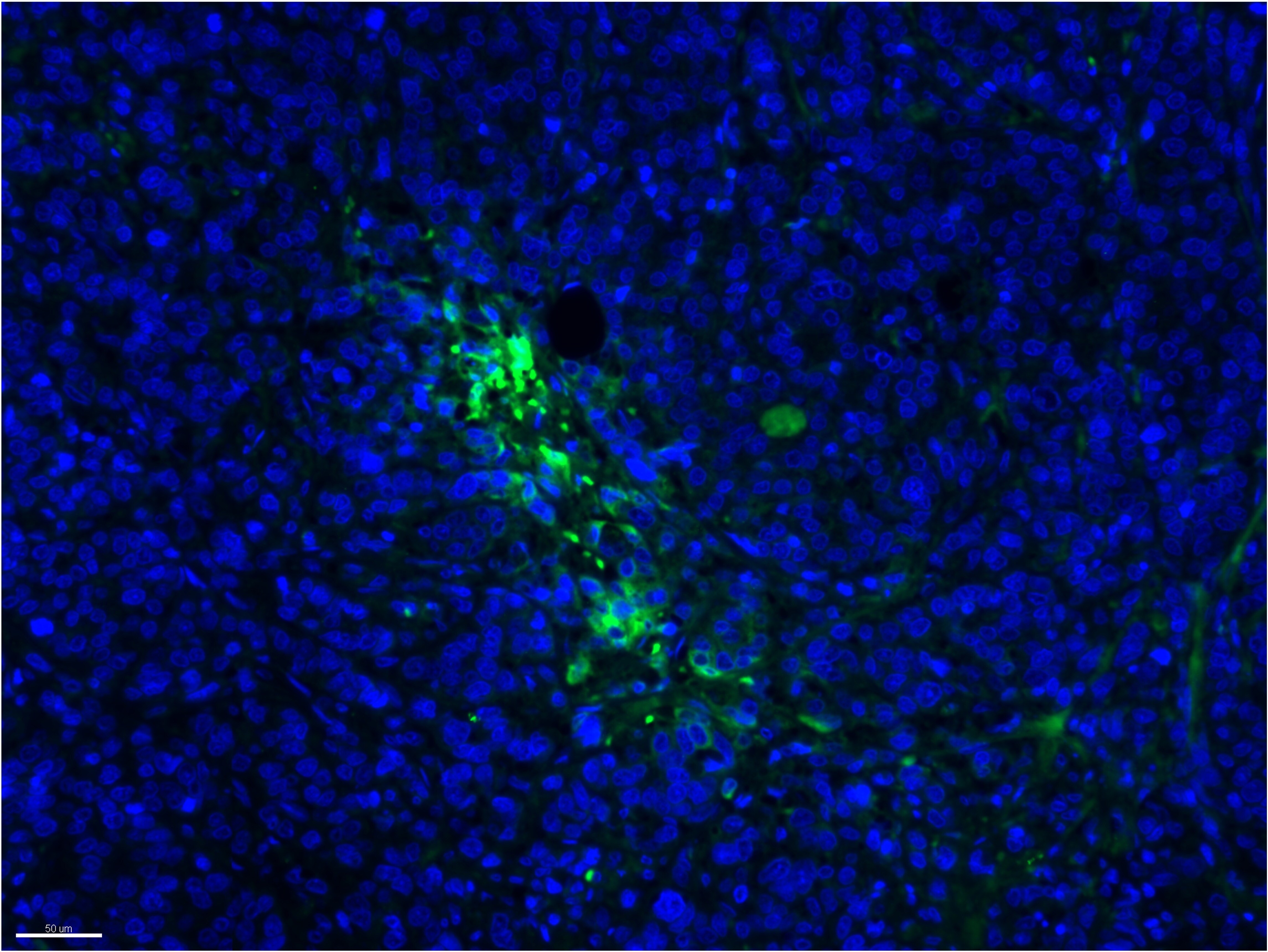 CXCL13/BLC/BCA-1 Antibody [Alexa Fluor® 488] NBP2-16041AF488