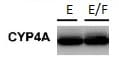 Cytochrome P450 4A Antibody - BSA Free NBP2-16081