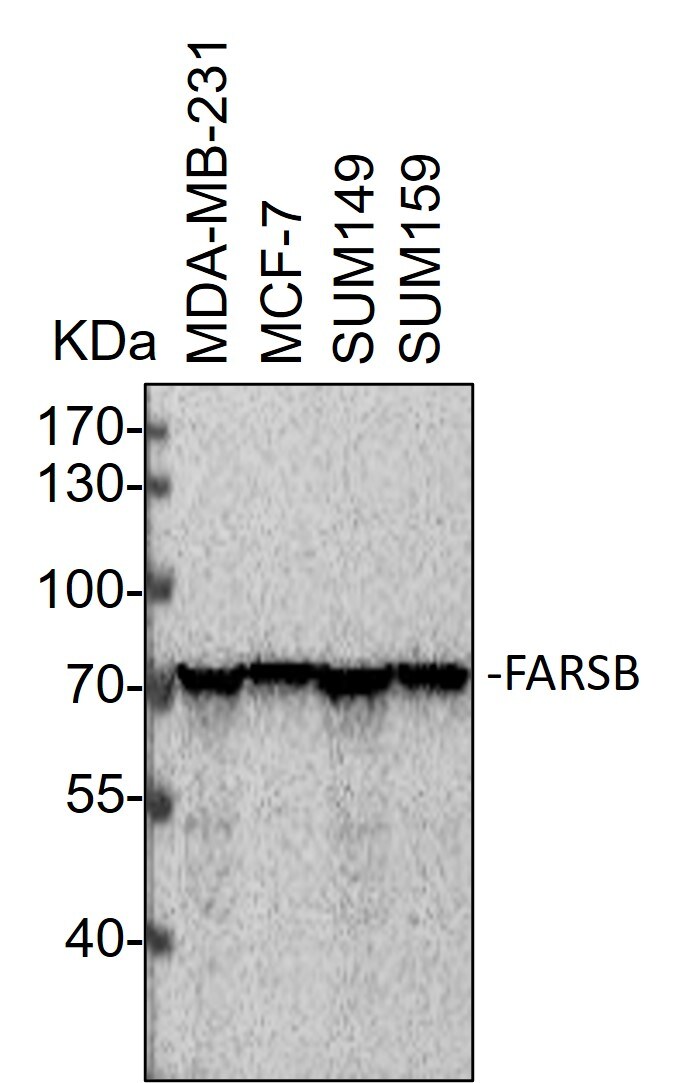 FARSB Antibody NBP2-16430
