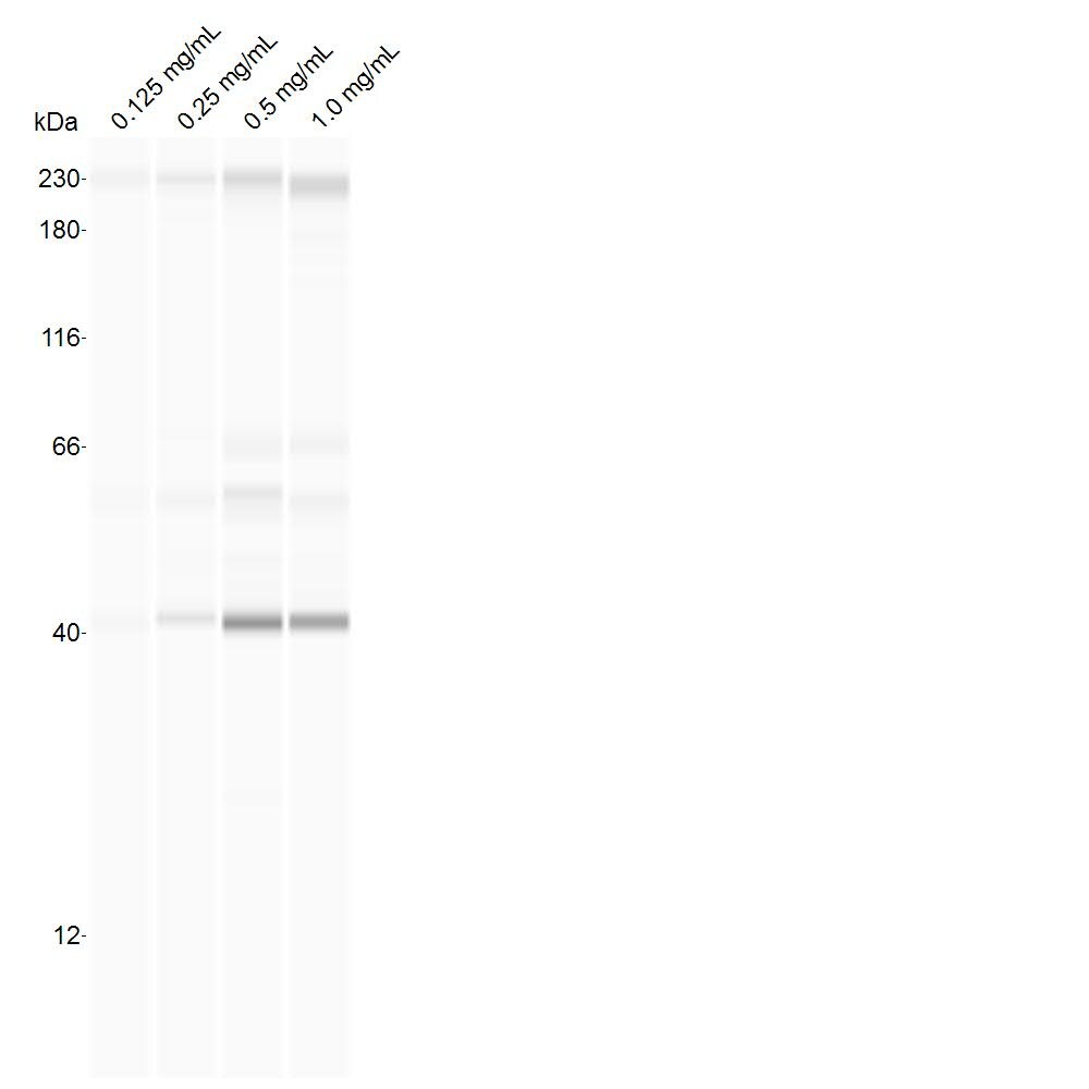 FDPS Antibody - BSA Free NBP2-16463