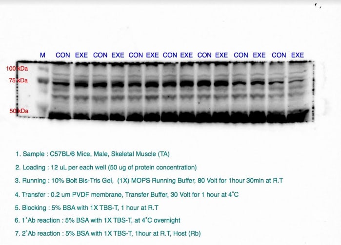 FOXO3 Antibody - BSA Free NBP2-16521