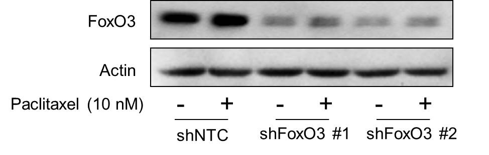 FOXO3 Antibody - BSA Free NBP2-16521