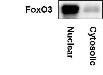FOXO3 Antibody - BSA Free NBP2-16521