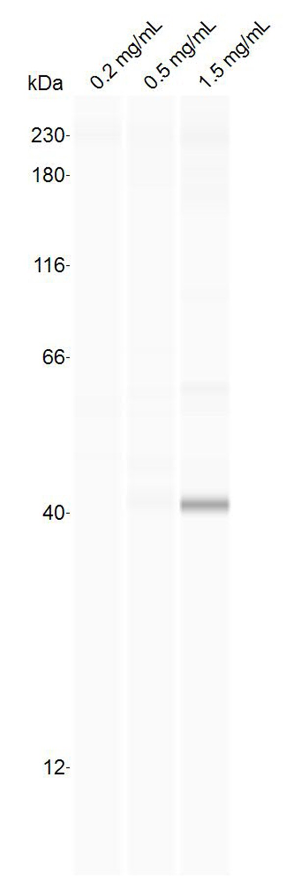 HDAC11 Antibody - BSA Free NBP2-16789