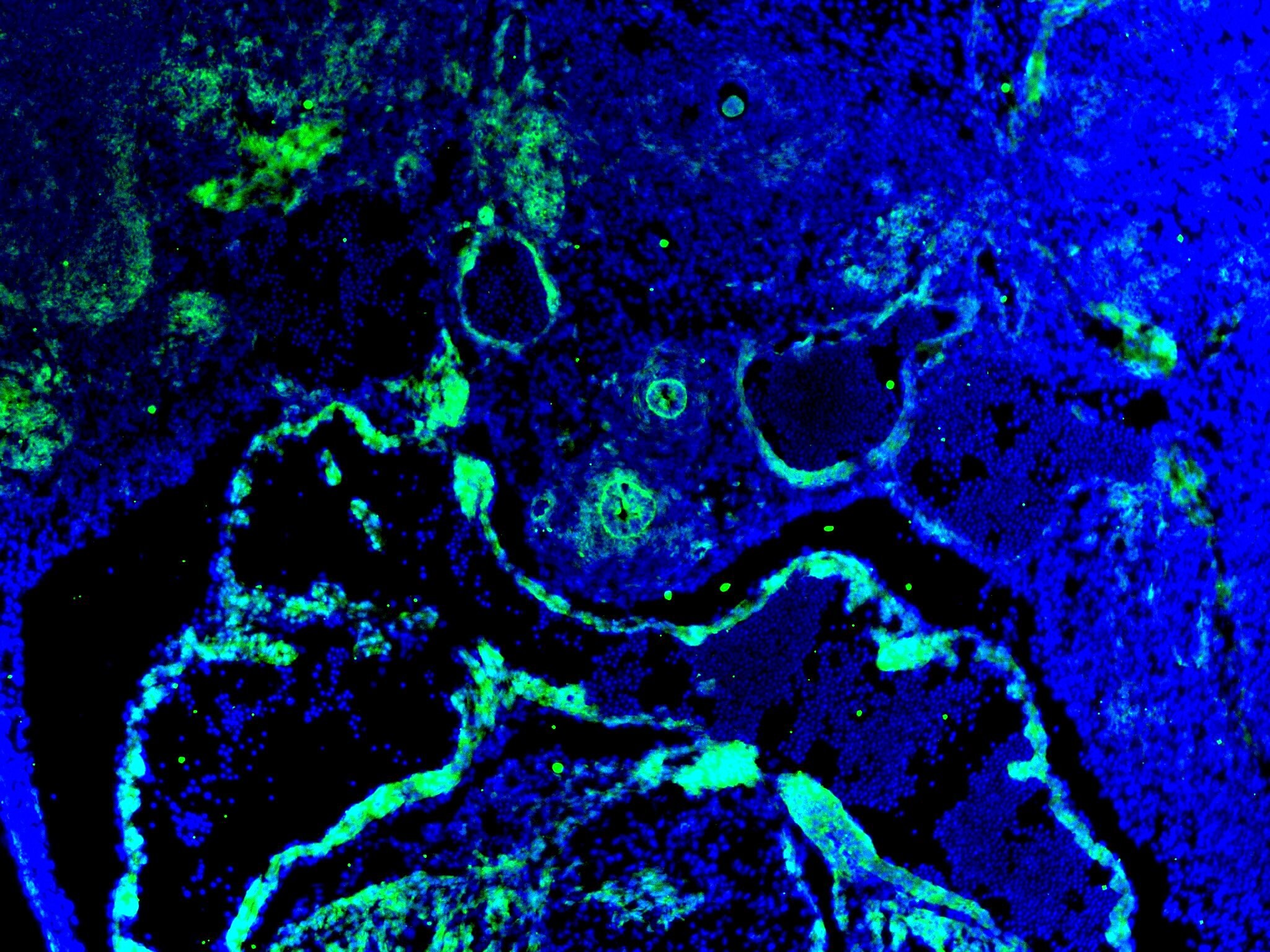 HEY1 Antibody - BSA Free NBP2-16818