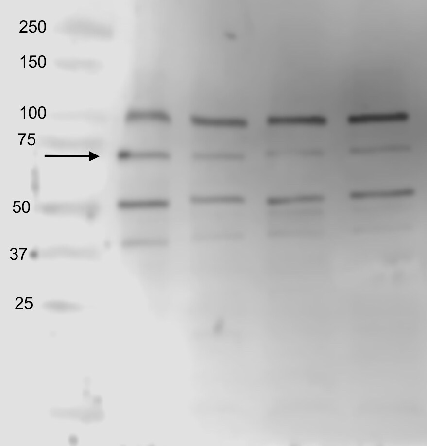 HSPA8/HSC71/Hsc70 Antibody - BSA Free NBP2-16882