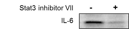 IL-6 Antibody - BSA Free NBP2-16957