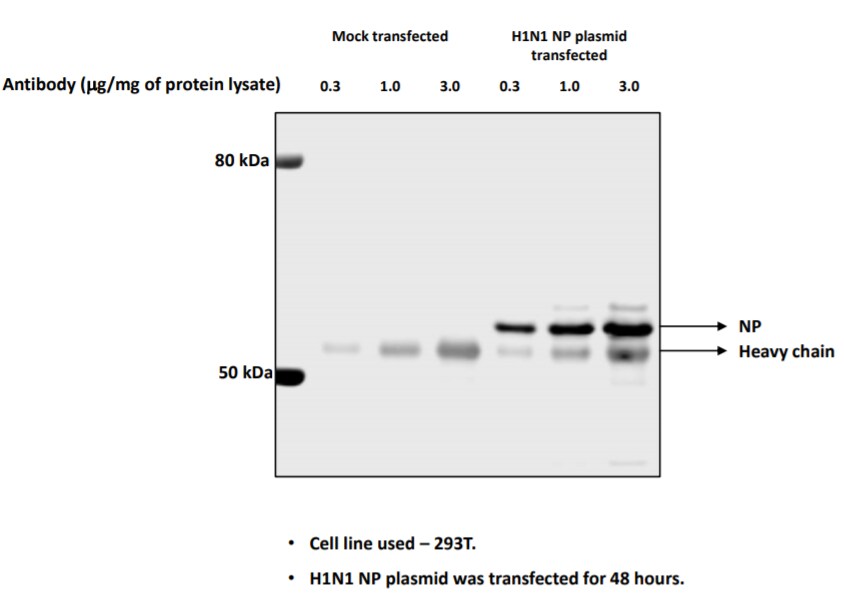 Influenza A H1N1 Nucleoprotein Antibody - (A/WSN/1933) - BSA Free NBP2-16965