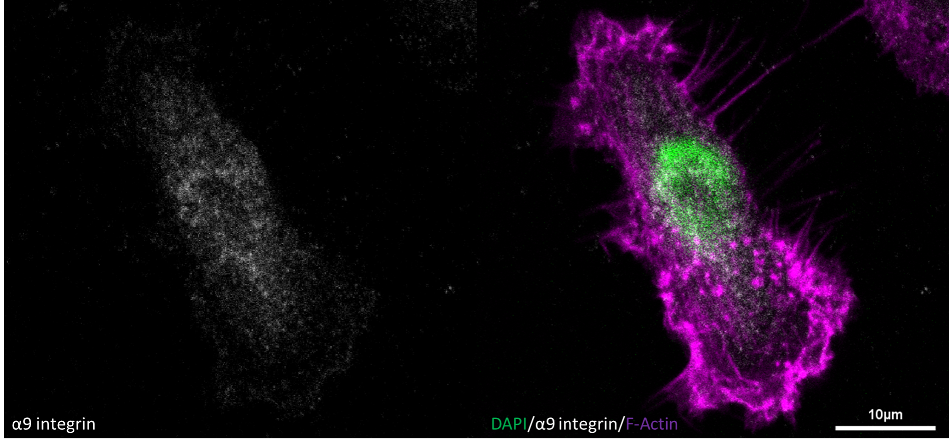 Integrin alpha 9 Antibody NBP2-16972