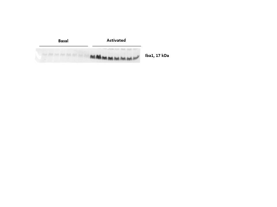AIF-1/Iba1 Antibody - Azide and BSA Free NBP2-19019