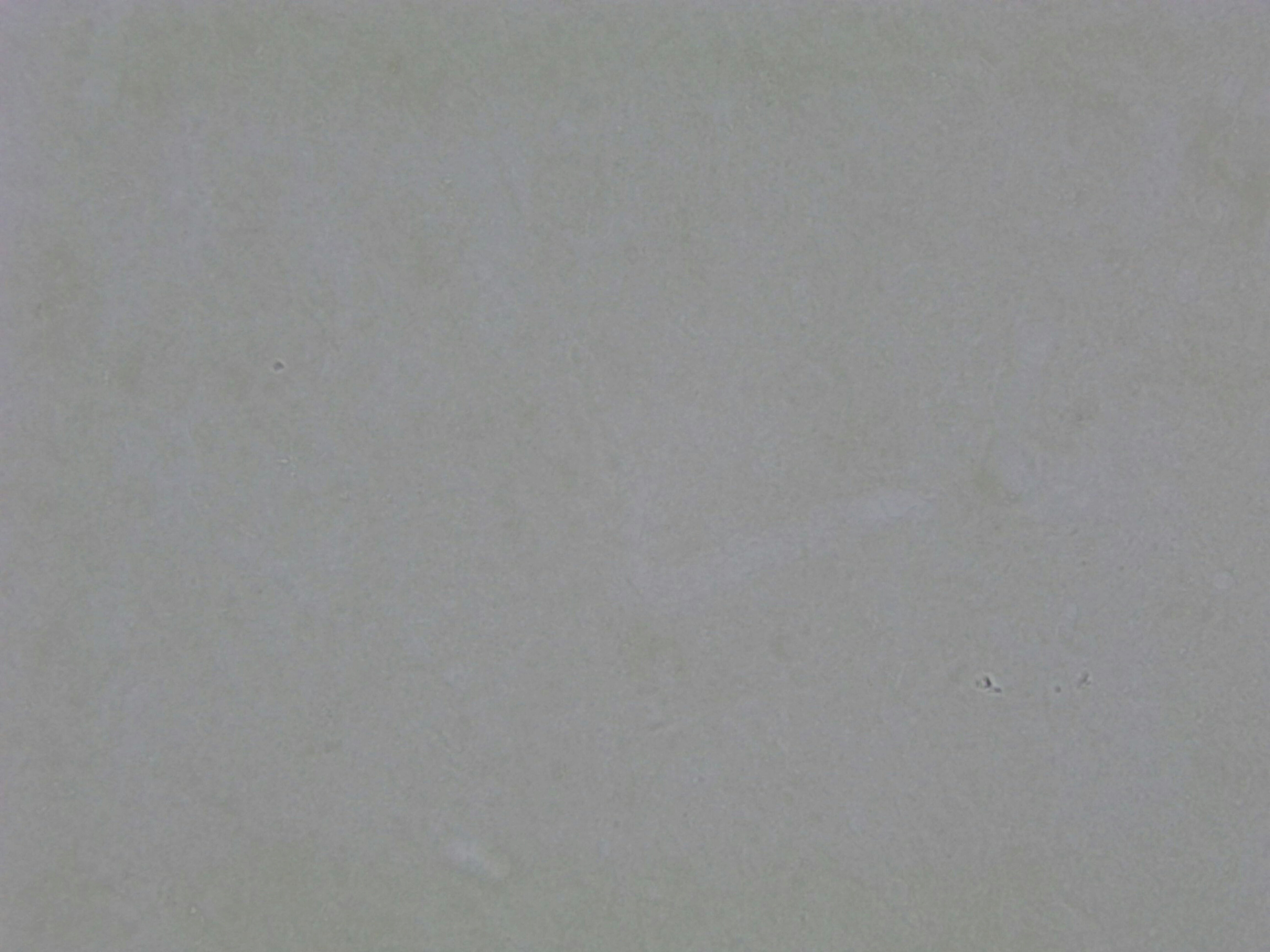 AIF-1/Iba1 Antibody - Azide and BSA Free NBP2-19019