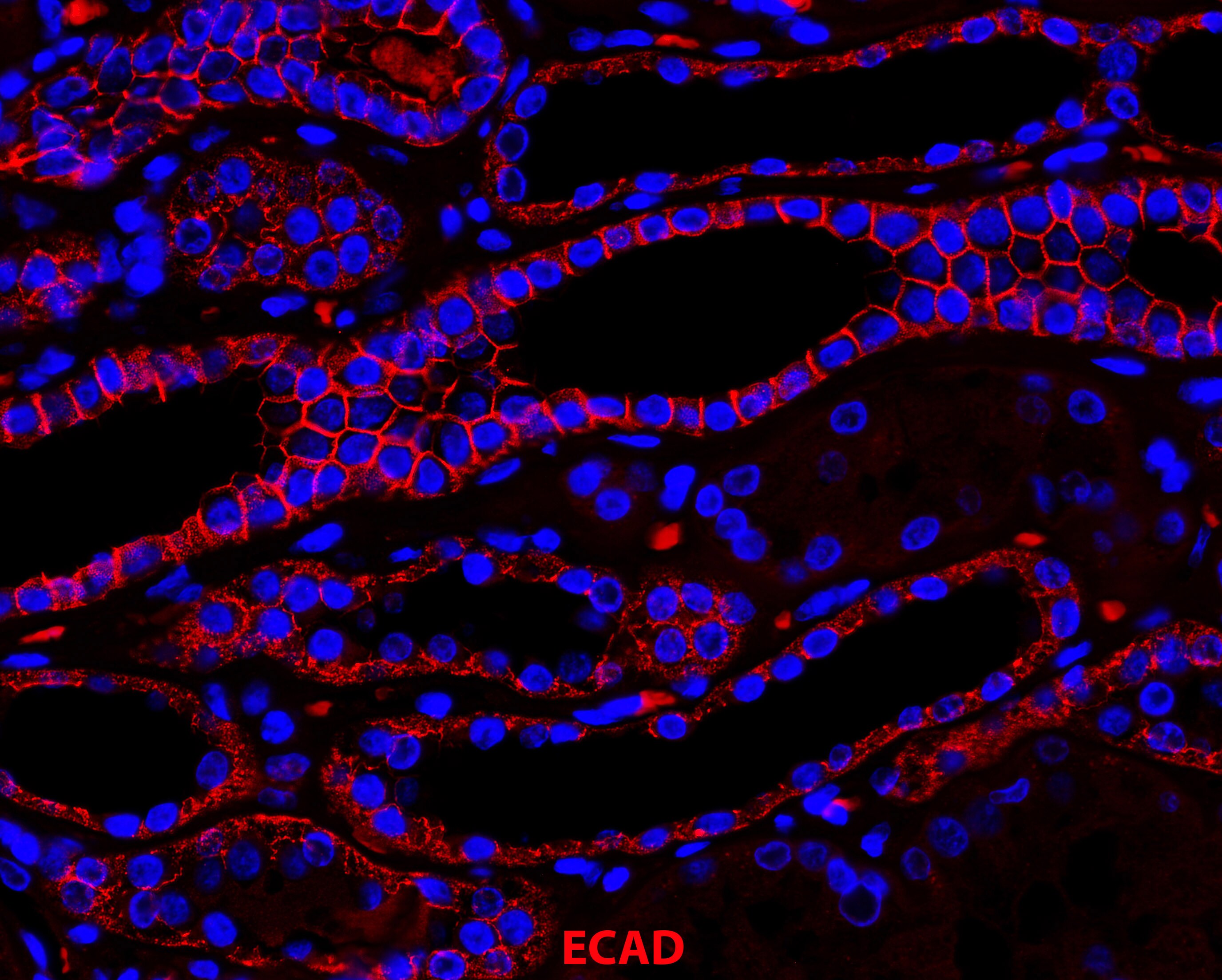E-Cadherin Antibody (7H12) NBP2-19051