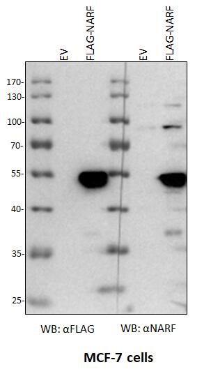 NARF Antibody NBP2-19475