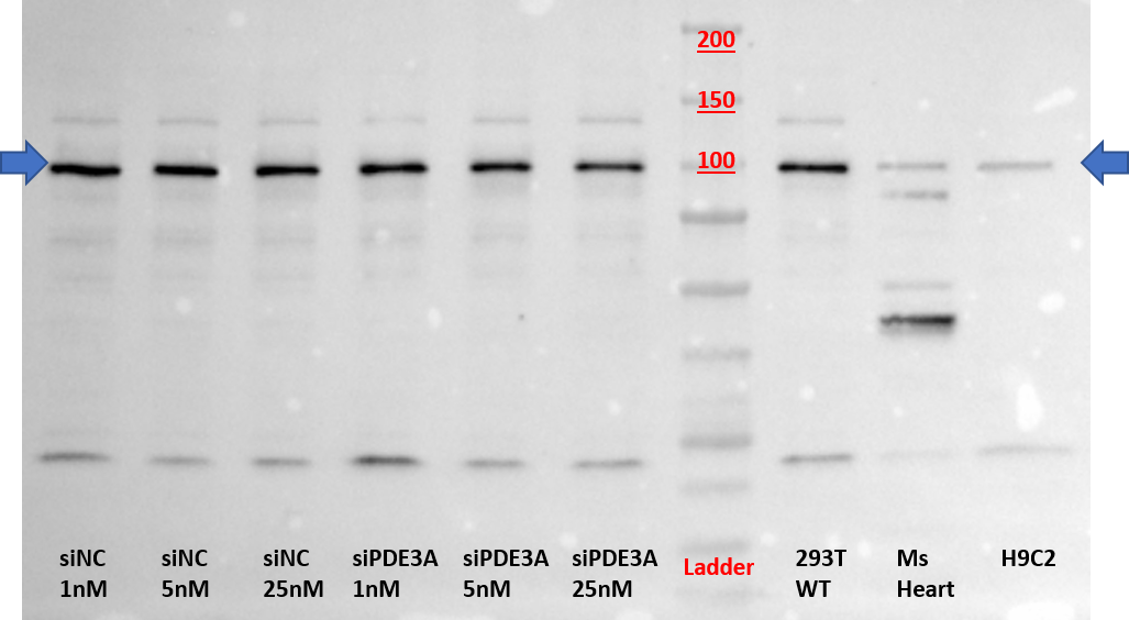 PDE3A Antibody NBP2-19744