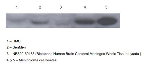 PPP2R1A Antibody - BSA Free NBP2-19907