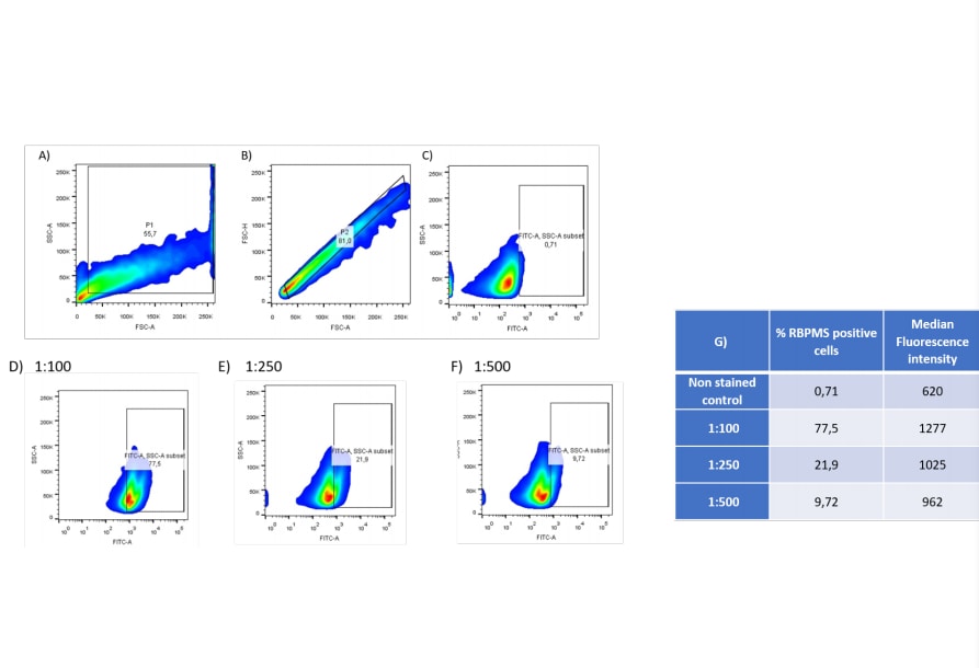 RBPMS Antibody - Azide and BSA Free NBP2-20112